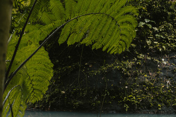 Large green leaves of a plant in the forest. Natural Background