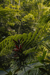 Large green plants in the jungle. Natural Background