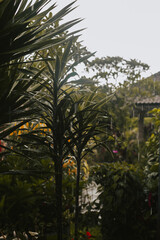 Tropical rain dripping on green leaves of plants in the garden. Refreshing rains on the islands