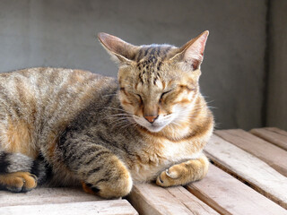 lazy cat in Orchid Island