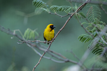 African yellow weavers in natural conditions on a green branch in a national park in Kenya