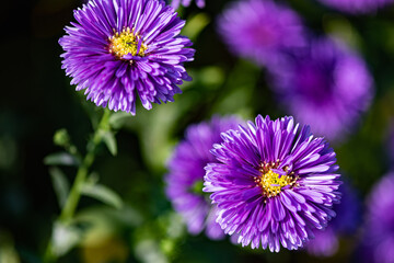 Obraz premium Dutch chrysanthemums and various butterflies in the park