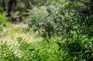 Fototapeta premium Common Shrike in natural conditions on a green branch in a national park in Kenya