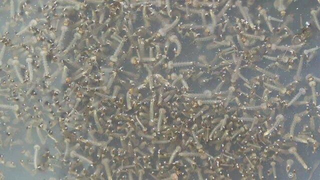 Group of mosquito larva in the puddle of water