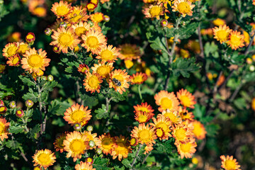 Wild chrysanthemums growing in the fields