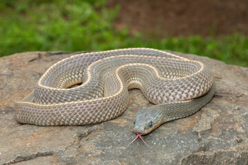 A wild Cape file snake (Limaformosa capensis), also known as the common file snake, curled up on a rock during a late summer's afternoon