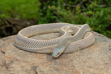 A wild Cape file snake (Limaformosa capensis), also known as the common file snake, curled up on a rock during a late summer's afternoon