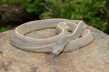 Obraz premium A wild Cape file snake (Limaformosa capensis), also known as the common file snake, curled up on a rock during a late summer's afternoon