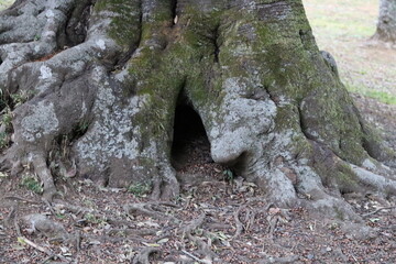 A hole at the base of a large tree