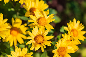 Wild chrysanthemums growing in the fields