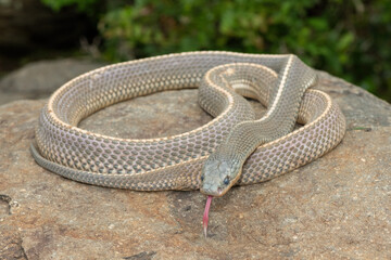 A wild Cape file snake (Limaformosa capensis), also known as the common file snake, curled up on a...