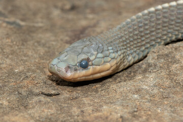 Close-up of a beautiful Cape file snake (Limaformosa capensis), also known as the common file snake 