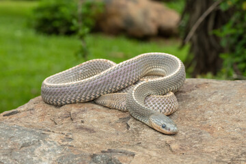 A wild Cape file snake (Limaformosa capensis), also known as the common file snake, curled up on a rock during a late summer's afternoon
