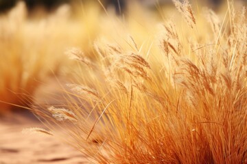 Yellow Desert Grass in the Sahara: A Stunning Landscape of Heat and Nature