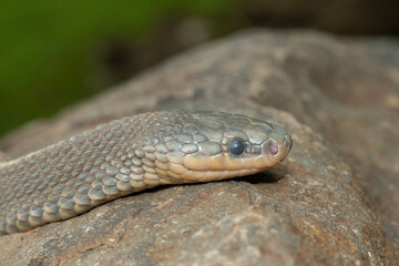 Close-up of a beautiful Cape file snake (Limaformosa capensis), also known as the common file snake 