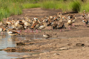 A cute Red-billed teal (Anas erythrorhyncha) swimming amongst Egyptian Geese (Alopochen aegyptiaca)