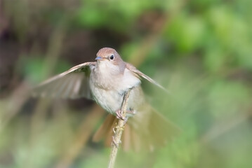 Nightingale with wings moving