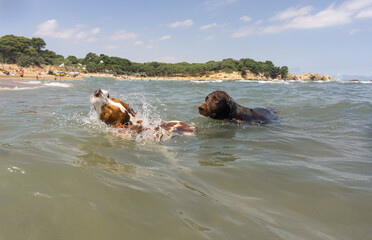 spaniel Breton and  sea german shorthaired pointer dog swimming with splashing in the water among the waves.