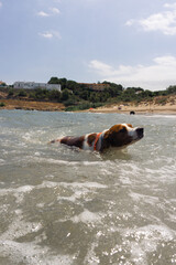 spaniel Breton dog swimming with splashing in the water among the waves of the sea.vertical