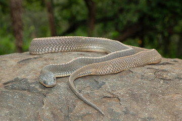 A wild Cape file snake (Limaformosa capensis), also known as the common file snake, curled up on a rock during a late summer's afternoon