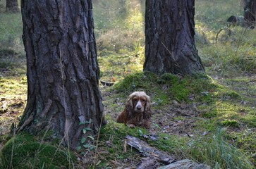 Hund im Wald