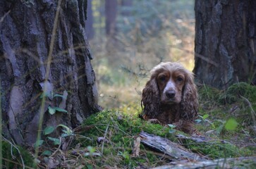 Hund im Wald