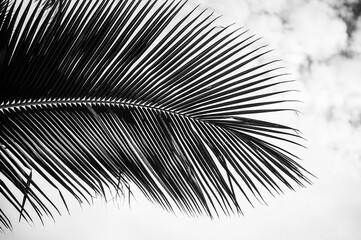 Obraz premium Black and White Palm Tree LeafAgainst a Cloudy Sky.