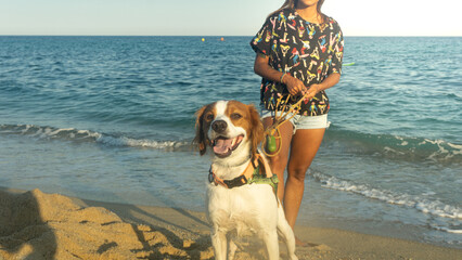 a person with a dog (spaniel breton)  at the beach.Barcelona Spain