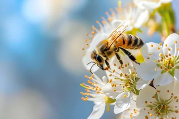 Poster Bienenaktivität im Frühling: Eine Biene sammelt Nektar an einer zarten Sommerblüte © Seegraphie