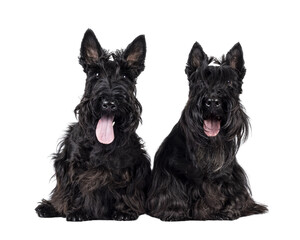 Two Scottish Terrier dogs, sitting beside each other facing front. Looking towards camera. Isolated cutout on a transparent background.