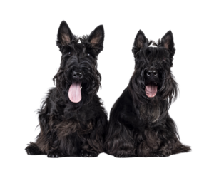 Two Scottish Terrier dogs, sitting beside each other facing front. Looking towards camera. Isolated cutout on a transparent background.