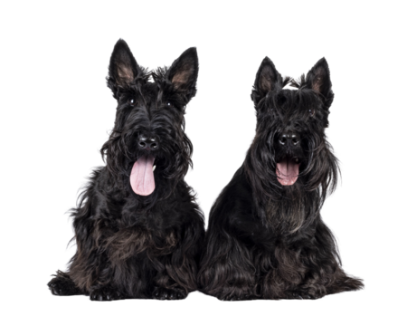 Two Scottish Terrier dogs, sitting beside each other facing front. Looking towards camera. Isolated cutout on a transparent background.