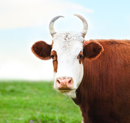 Close up portrait of the white and brown cow