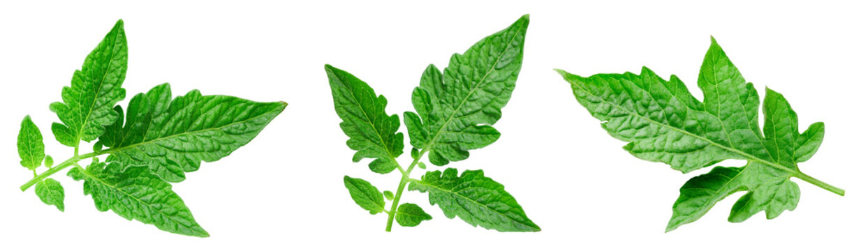Fresh organic tomato leaf isolated on white