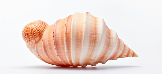 Obraz premium seashell on white background