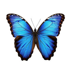 Miami Blue Butterfly isolated on transparent background.