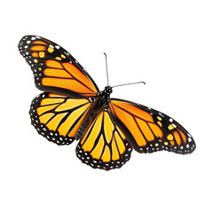 monarch butterfly isolated on transparent background.