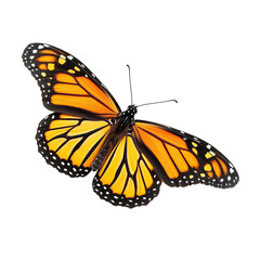 Fototapeta premium monarch butterfly isolated on transparent background.