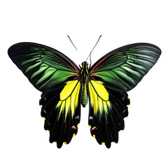 Queen Alexandra's Birdwing Butterfly Isolated on transparent background.