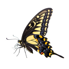 Schaus Swallowtail Butterfly Isolated on transparent background.