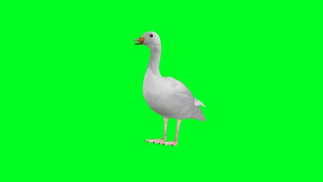 4k green screen  Goose  video. Goose video, Goose 360 turn, Goose  video