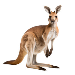 Australian kangaroo standing isolated on a white background