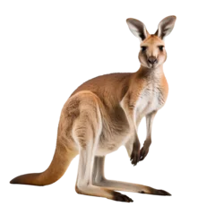 Fotobehang Australian kangaroo standing isolated on a white background © The Stock Guy