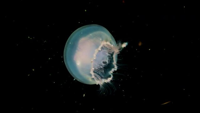 Underwater, mystery, Blackwater diving, Deep sea moon jellyfish floating and shining in the dark, macro marine life , 