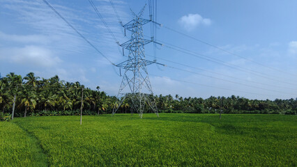 rice field in the morning