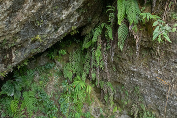 green moss on a tree