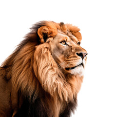 Lion head close-up isolated on transparent background