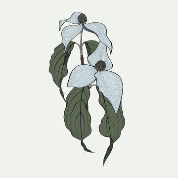 dogwood flowers drawing, light blue, green leaves clip art preview