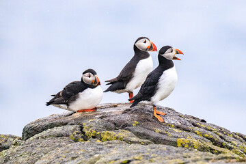 Puffins’ Coastal Perch in the Wilderness