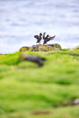 Puffins Perched Peacefully, Overlooking the Raging Sea
